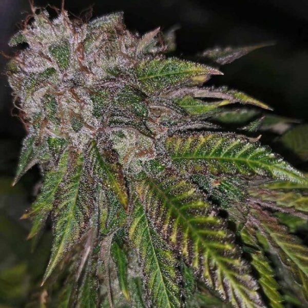 Dirty Kuntz Feminised Seeds - 5.jpg