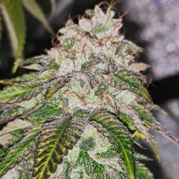 Kuntz 'n' Cream Feminised Seeds - 5.jpg