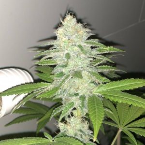 Lemon Sherbert Feminised Seeds - 5.jpeg