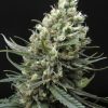 Ripper Haze Feminised Seeds.jpeg