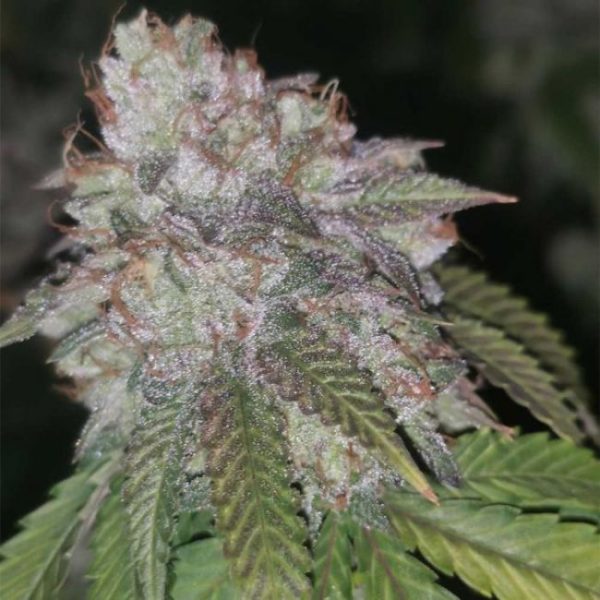 Runtzosa Feminised Seeds - 5.jpeg