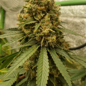 6112-gelato-feminized_700.jpg